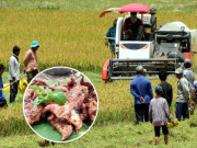 Tin tức - Lộc trời chỉ xuất hiện theo mùa, trước nhiều người e dè nay lên đời thành đặc sản, ai cũng săn lùng về thưởng thức