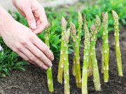 Trồng loài cây lớn nhanh như thổi, mệnh danh là “vua của các loại rau”, có thể thu hoạch đến 10 năm giúp nông dân đổi đời