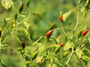 Tin tức - Loại cây cho trái bé tí, trước đây chỉ mọc dại, mang tên của loài chim quý hiếm giúp nông dân vùng núi đổi đời với thu nhập rủng rỉnh