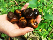 Tin tức - Nuôi con vật đẻ sòn sòn, là đặc sản vùng quê cực kỳ hút khách, nông dân rung đùi lãi trăm triệu đồng/năm