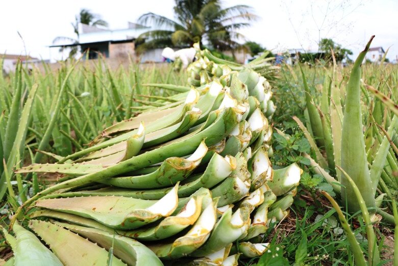 Chi phí đầu tư trồng cây nha đam không cao, khoảng 10 triệu đồng mỗi sào nhưng mang lại thu nhập ổn định, do đó nhiều nông dân đã chuyển hướng canh tác hoặc kết hợp trồng xen canh với các loại hoa màu, rau củ.