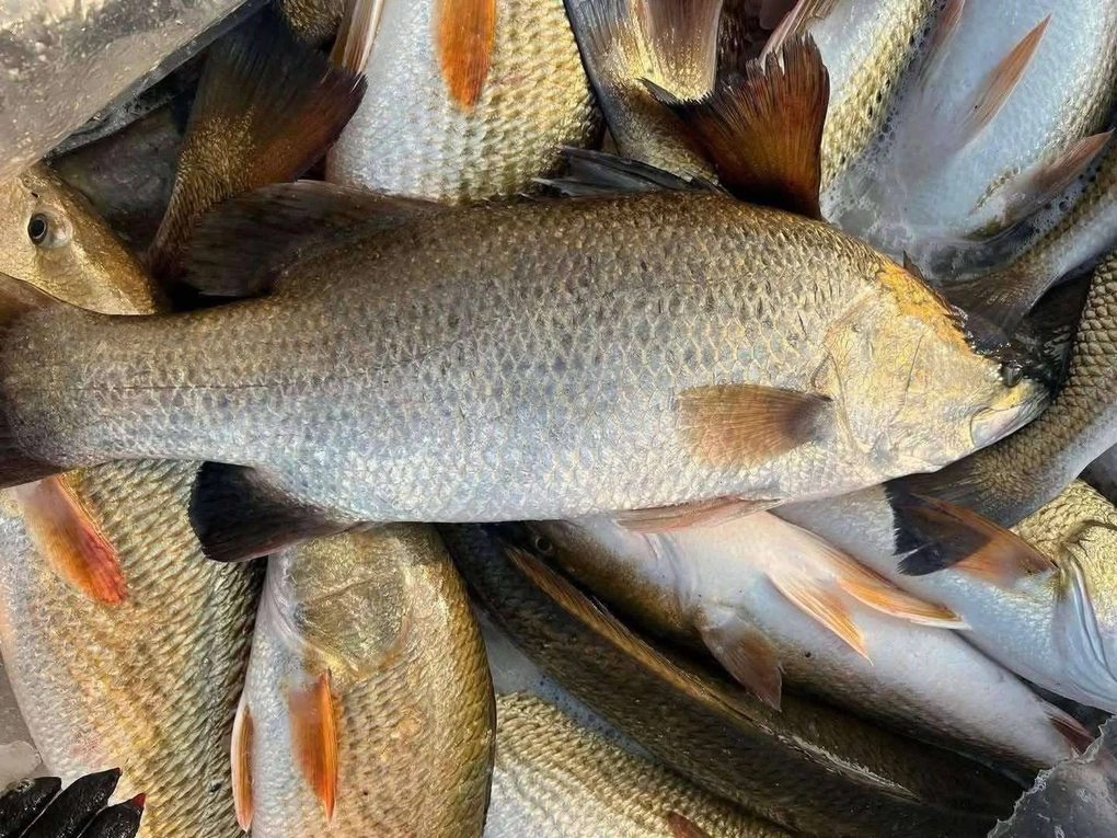 Cá vược được bán tại ở các chợ với giá lên tới 100.000-150.000 đồng/kg, tùy trọng lượng.