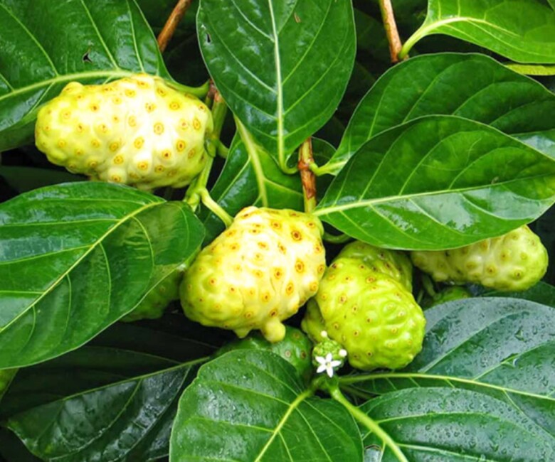 Nhàu là loại cây hoang dại, dễ trồng, được biết đến như một loại dược liệu.