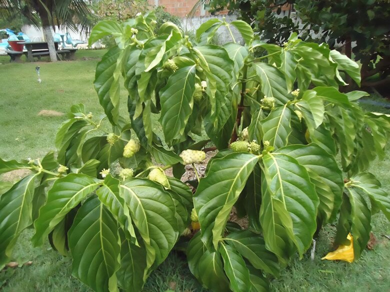 Hiện, mặt hàng nước cốt nhàu được anh Chương được phân phối rộng khắp cả nước nhờ các sàn thương mại điện tử. Chia sẻ với báo chí, anh Chương cho biết một năm thu lãi hơn 1 tỷ đồng nhờ mô hình kinh doanh này.
