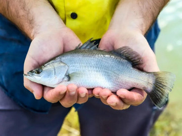 Nuôi loài cá ngoài chợ bán đầy, giàu dinh dưỡng hơn cá hồi, lão nông ở Thanh Hóa thu trăm triệu đồng mỗi năm