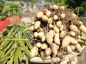 Báu vật dưới lòng đất có tên lạ, mỗi năm thu hoạch 1 lần, là món ăn tuổi thơ của người miền Tây nay trở thành đặc sản