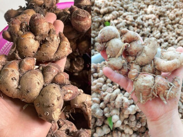 Loại củ đặc sản vùng cao Tây Bắc, vẻ ngoài giống gừng nhưng chẳng phải, là nguyên liệu quý trong đông y, chế biến được nhiều món ngon