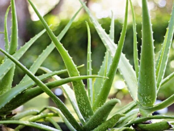 Cây lộc trời từng mọc dại khắp nơi trở thành đặc sản giải nhiệt mùa hè, giúp chị nông dân hốt bạc vươn lên làm giàu