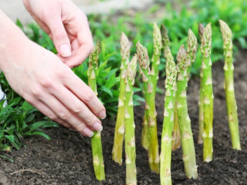 Trồng loài cây lớn nhanh như thổi, mệnh danh là vua của các loại rau, có thể thu hoạch đến 10 năm giúp nông dân đổi đời