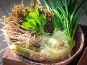 Sức khỏe - Loại cỏ mọc dại không ngờ là "thần dược" giúp dưỡng thận, bài tiết độc tố cực tốt, tiếc là rất ít người sử dụng