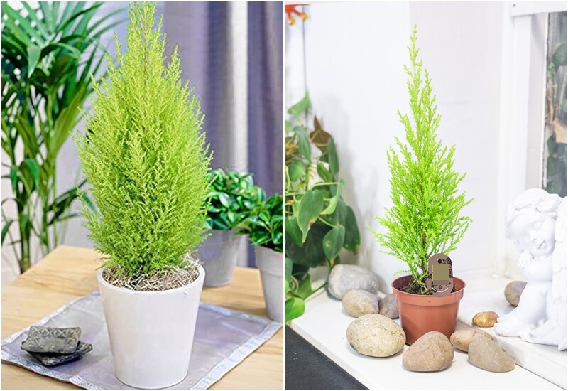 Trong dịp rằm tháng 7, đặt cây tùng thơm trên bàn thờ giúp nâng cao sự thanh tịnh, giúp gia đình tránh được thị phi, tiểu nhân và mang lại phúc khí lâu dài. Cây còn thể hiện lòng kiên trung và sự bền vững trong cuộc sống.