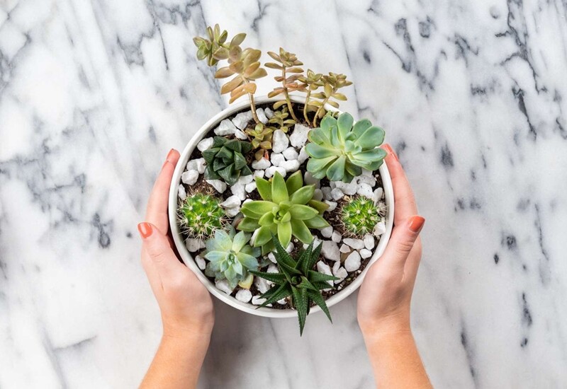 Đặt một chậu sen đá nhỏ trên bàn thờ không chỉ tạo sự trang nhã mà còn giúp thu hút vượng khí, cầu cho gia đình luôn hòa thuận, sung túc và vượt qua mọi vận hạn.