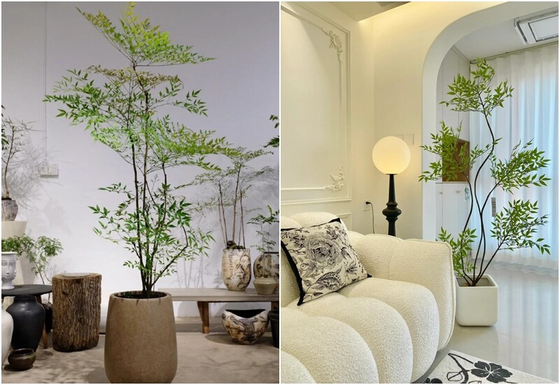 1. Nam thiên trúc được xem là cây cảnh “đa năng” vì vừa đẹp, vừa có ý nghĩa phong thủy. Cây mang dáng vẻ thanh thoát, thẳng đứng như trúc, lại có chút mềm mại của thông, thích hợp với mọi không gian từ hiện đại đến cổ điển. 