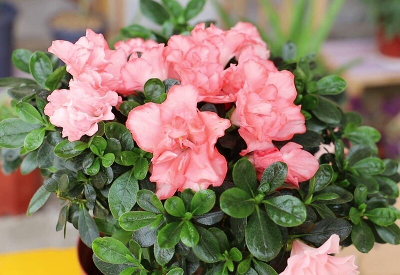 1. Hoa đỗ quyên không chỉ thu hút ánh nhìn mà còn được xem là “lá bùa” phong thủy, có khả năng trấn trạch, hóa sát. Loài cây bụi nhỏ, cao không quá 50 cm, mang cánh hoa phễu đa dạng từ trắng, hồng đến đỏ rực, thường nở rộ từ mùa đông xuân tới đầu hè.