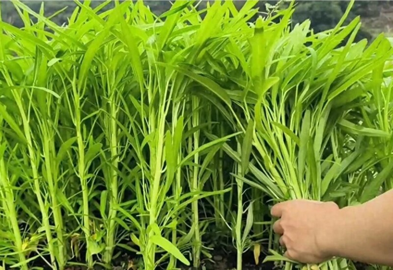 1. Rau muống là loại rau lá thường ăn vào mùa hè. Dù trồng một lần có thể hái nhiều lần để ăn, nhưng nếu hái quá nhiều lần thì cây sẽ sinh trưởng kém, năng suất thấp. Vì vậy nên trồng lại sẽ tốt hơn. Và, tháng 9 vẫn có thể trồng lại rau muống để ăn. 