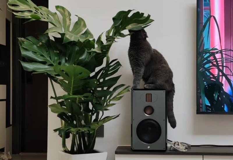 1. Trầu bà lá xẻ là cây cảnh phổ biến nhờ dáng lá to, xanh bóng với các đường xẻ tự nhiên độc đáo. Không chỉ mang vẻ đẹp sang trọng, cây còn có khả năng lọc không khí, hấp thụ chất độc hại như formaldehyde, benzen,… thường xuất hiện trong sơn tường, nội thất mới. 