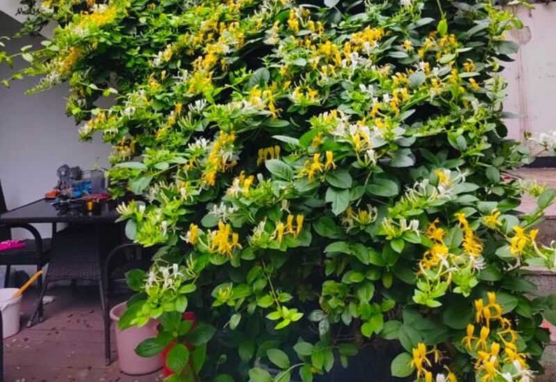 1. Kim ngân hoa thường được trồng để làm thuốc hoặc pha trà giải nhiệt. Tuy nhiên, loài cây này có sức leo rất mạnh, dễ bò sang vườn nhà khác, thậm chí siết chết cây trồng bên cạnh. Rễ cây bám chắc, khó kiểm soát nếu trồng trực tiếp xuống đất. 