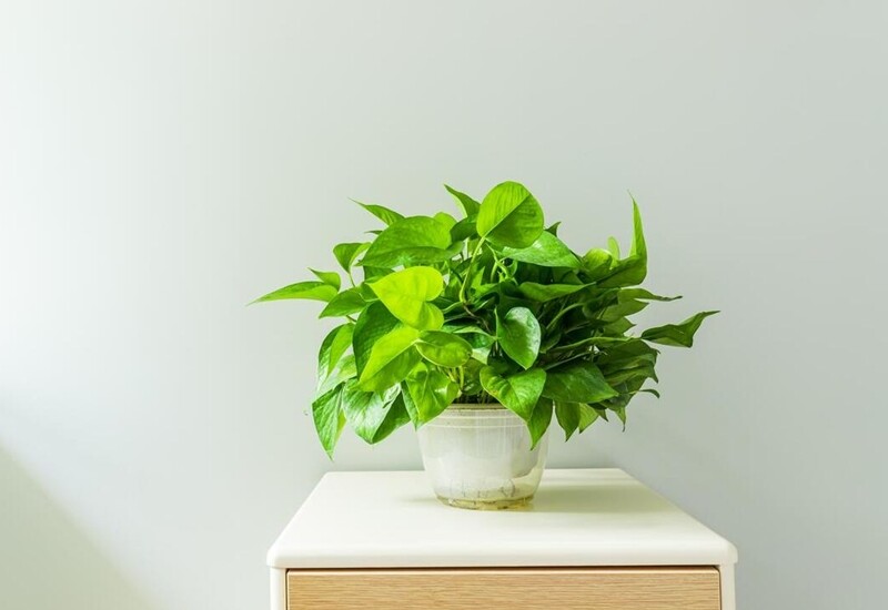 1. Cây trầu bà tượng trưng cho sự may mắn, tài lộc và sung túc. Với dáng cây mềm mại, xanh mướt, trầu bà giúp cân bằng nguồn năng lượng âm – dương trong không gian thờ cúng. 