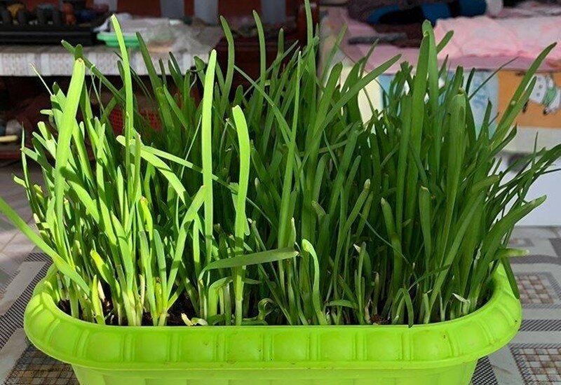 1. Lá hẹ chứa nhiều flavonoid và chất chống oxy hóa giúp hỗ trợ quá trình lọc thải của thận. Loại rau này khá dễ trồng, có thể gieo hạt hoặc trồng bằng gốc hẹ mua sẵn. Đất trồng cần tơi xốp, thoát nước tốt, trộn thêm tro trấu và phân hữu cơ để tăng dinh dưỡng. 