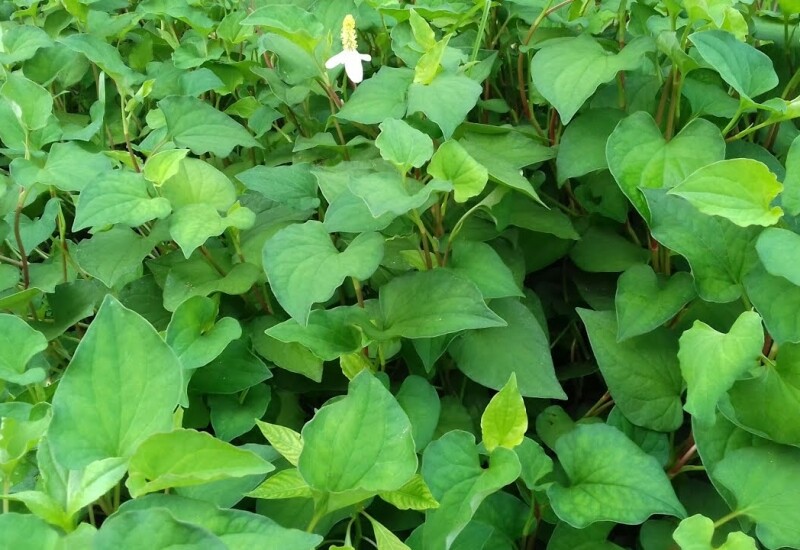 1. Diếp cá là loại rau có tính mát, vị chua nhẹ, chứa nhiều hoạt chất kháng viêm và chống oxy hóa. Hoạt chất decanoic acid trong diếp cá giúp hỗ trợ giải độc gan, thúc đẩy chức năng gan hoạt động hiệu quả hơn, đặc biệt trong việc thanh lọc máu và loại bỏ độc tố.