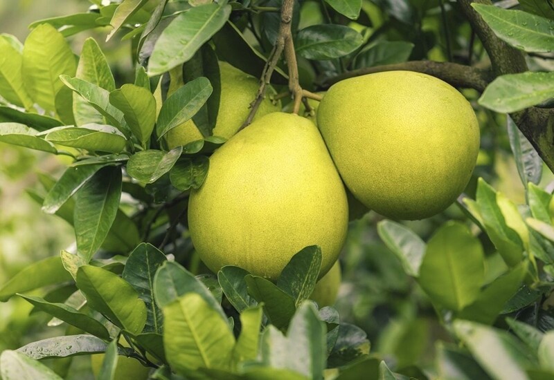 1. Bưởi chứa vitamin C và naringenin – hoạt chất giúp gan kích hoạt enzyme giải độc và giảm viêm. Ăn bưởi thường xuyên hỗ trợ gan loại bỏ độc tố, giảm mỡ gan. Trong phong thủy, bưởi là biểu tượng của sự sung túc, thịnh vượng.