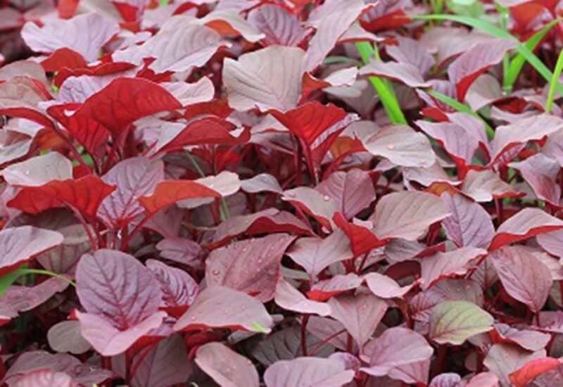 1. Rau dền đỏ chứa đến 341mg canxi/100g, vượt xa nhiều loại hải sản và sữa bò. Loại rau này không chỉ bổ sung canxi mà còn giàu vitamin K và sắt, giúp phòng chống thiếu máu, tăng hấp thu dưỡng chất, đặc biệt tốt cho phụ nữ mang thai và trẻ nhỏ. 