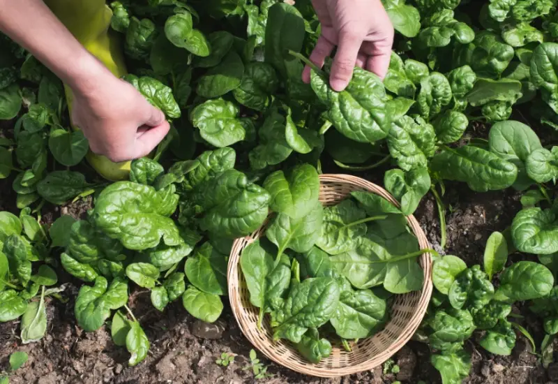 1. Rau chân vịt chứa khoảng 2,7mg sắt/100g, cao hơn cả thịt bò (2,6g trong 100g). Ngoài ra, loại rau này còn giàu vitamin C, folate và chất chống oxy hóa, giúp tăng khả năng hấp thụ sắt và hỗ trợ miễn dịch. Loại rau này còn tốt cho mắt, tim mạch và làn da. 