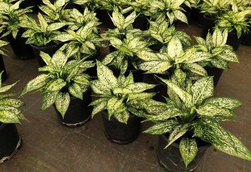 Cây còn tượng trưng cho sự hài hòa âm – dương, giúp gia đạo yên ổn, hóa giải những luồng khí xấu và thu hút năng lượng tích cực.