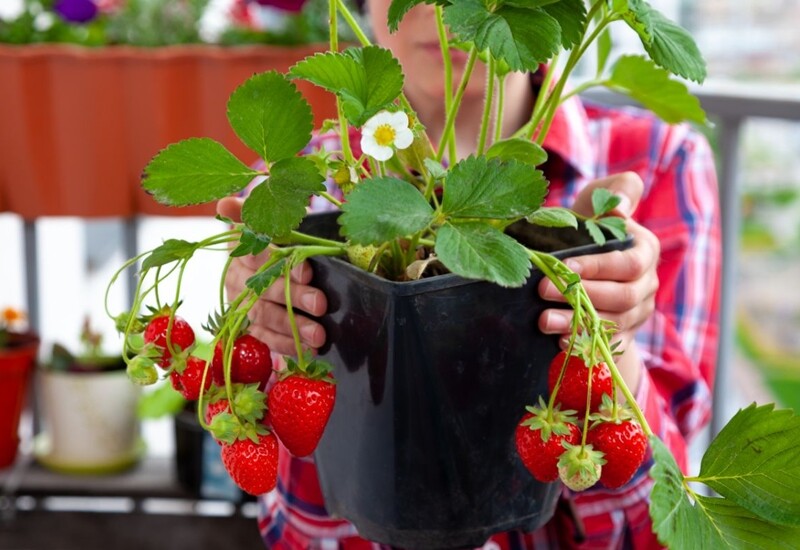 Dâu tây rất phù hợp trồng tại ban công hoặc sân thượng nhờ kích thước nhỏ gọn. Chọn giống dâu chịu nhiệt, như dâu New Zealand hoặc dâu Mỹ. Trồng trong chậu dài hoặc giỏ treo, đất tơi xốp pha tro trấu. Ngoài ra, nên đặt chậu nơi có nắng buổi sáng để cây phát triển tốt.