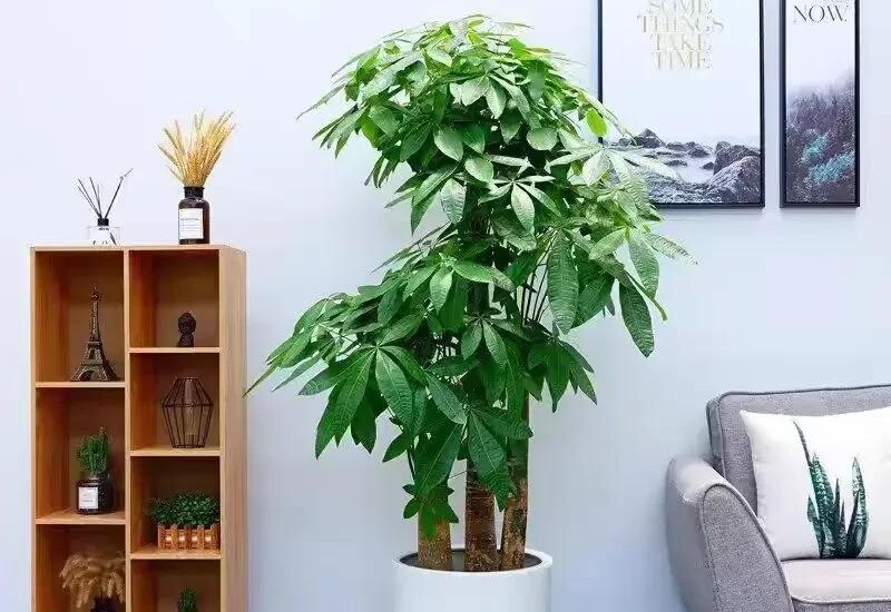 6. Cây kim ngân có dáng cây khỏe mạnh, lá xanh quanh năm, thân cây to, thường được uốn hoặc tết thành hình độc đáo. Không chỉ mang lại cảm giác sang trọng, cây còn có ý nghĩa phong thủy tốt, giúp thu hút tài lộc, cân bằng sinh khí cho ngôi nhà. 