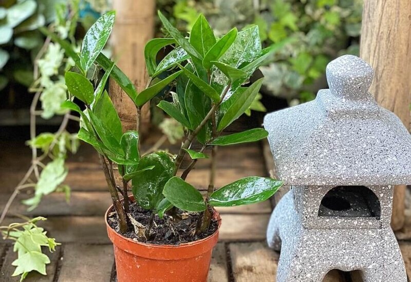 6. Kim tiền là loại cây không thể thiếu trong danh sách cây phong thủy cầu tài. Lá cây dày, xanh mướt, mọc đều thể hiện sự viên mãn, sung túc. 