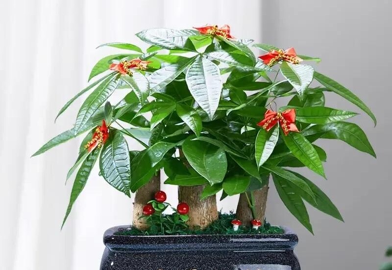 Đặc biệt, kim ngân có khả năng hút bụi, lọc không khí và giảm tác động từ bức xạ điện từ phát ra từ các thiết bị như tivi, điện thoại, máy tính. Cây sống tốt trong điều kiện ánh sáng yếu, có thể phát triển ngay cả khi chỉ có ánh đèn phòng. 