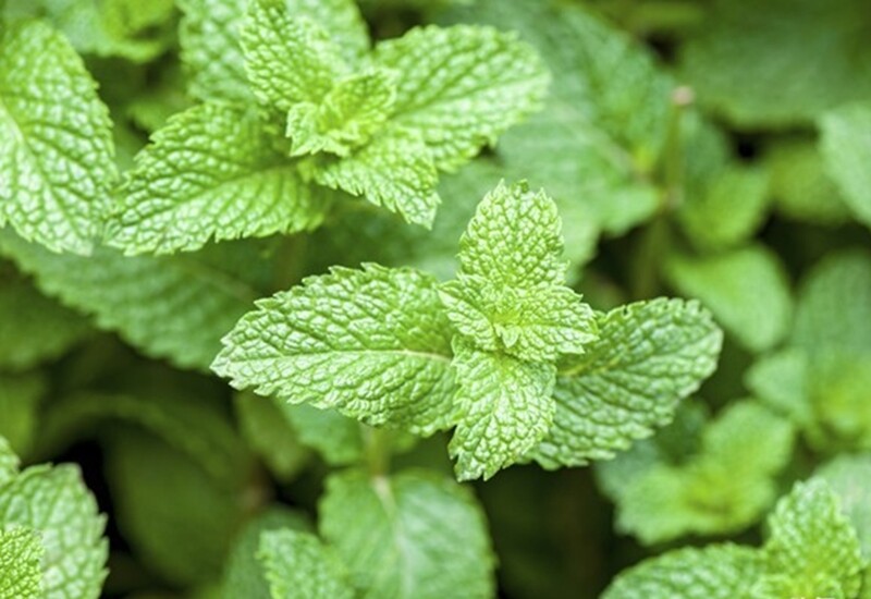 5. Bạc hà có hương thơm mát, đuổi côn trùng và được dùng phổ biến trong ẩm thực. Tuy nhiên, khi trồng trực tiếp dưới đất, cây phát triển nhanh, rễ lan rộng chiếm chỗ sống của cây khác. Dù đã nhổ sạch, chỉ cần sót chút rễ là mùa sau mọc lại mạnh mẽ. 