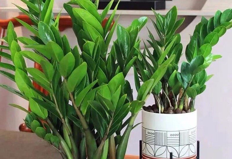 7. Kim tiền có lá dày, bóng, mọc dày đặc, biểu tượng cho sự phát tài, may mắn trong phong thủy. Không chỉ phù hợp để trưng bày trong phòng khách hay đặt cạnh tivi, cây còn có khả năng lọc không khí, hút bụi, giảm bức xạ điện từ từ các thiết bị điện tử sử dụng hàng ngày.