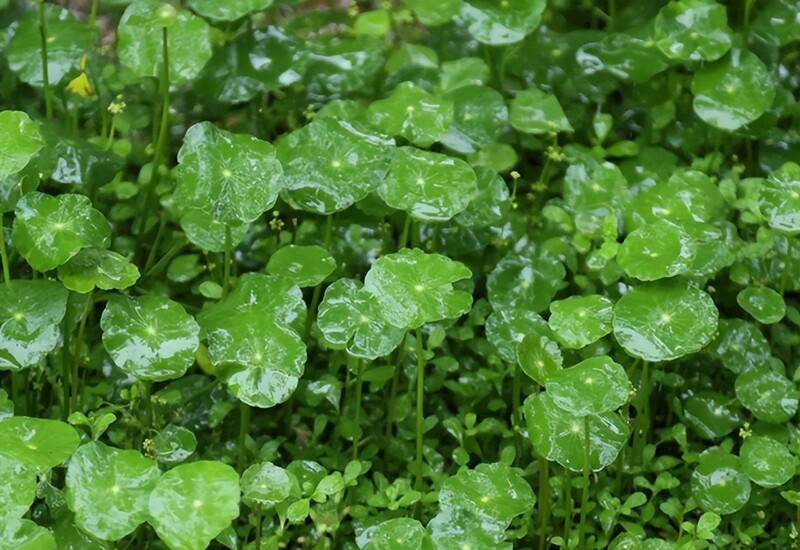 6. Cỏ đồng tiền dễ sống cả trên cạn lẫn dưới nước, thường được trồng ven hồ hoặc làm cảnh mini. Tuy nhiên, cây có khả năng lan rất nhanh, tạo thành thảm dày đặc, cản trở cây khác phát triển. 