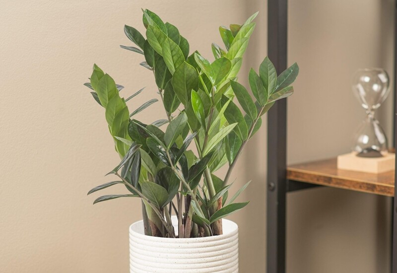 Đặt cây kim tiền trên bàn thờ vào dịp rằm tháng cô hồn giúp chiêu tài, tụ lộc và ngăn cản tà khí xâm nhập. Cây mang đến năng lượng dồi dào, tăng vượng khí và là biểu tượng của sự phát đạt, thuận lợi trong công việc lẫn cuộc sống.