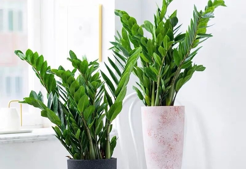 Cây ưa bóng, sống tốt trong môi trường ánh sáng yếu hoặc dưới ánh đèn nhân tạo. Ngoài ra, kim tiền cũng là loại cây ít phải tưới, rất thích hợp với người bận rộn. 