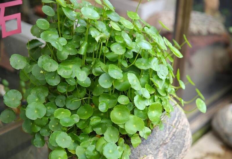 Trong môi trường nước, nó có thể gây tắc nghẽn dòng chảy. Rễ bò ngang, mọc cây mới liên tục, rất khó dọn sạch. Để trồng an toàn, nên giới hạn khu vực bằng chậu hoặc bể nhỏ và tránh trồng tự do trong khuôn viên rộng.