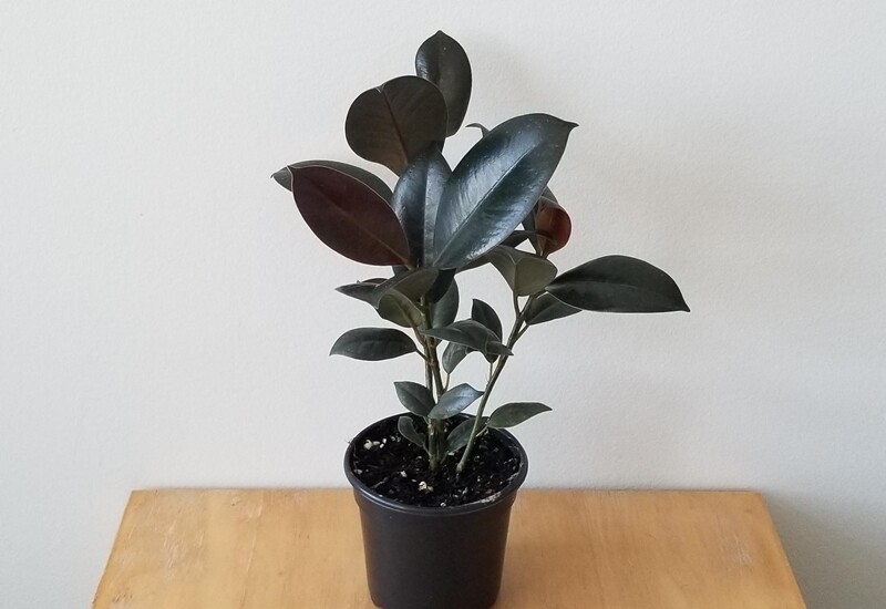 7. Cây đa búp đỏ mang năng lượng mạnh mẽ, có khả năng trấn trạch và bảo vệ không gian tâm linh. Theo quan niệm phong thủy, cây đa giúp xua đuổi tà ma, giữ gìn sự bình yên cho ngôi nhà. 