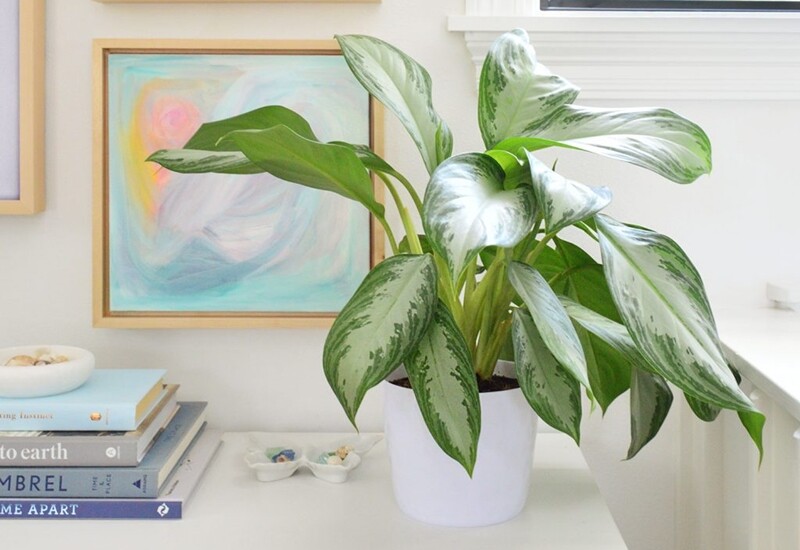 8. Vạn niên thanh có dáng cây nhỏ gọn, lá xanh mát và mềm mại, rất phù hợp với những không gian hạn chế diện tích như phòng khách nhỏ hoặc chung cư. Cây mang ý nghĩa may mắn, trường thọ và hòa thuận. 