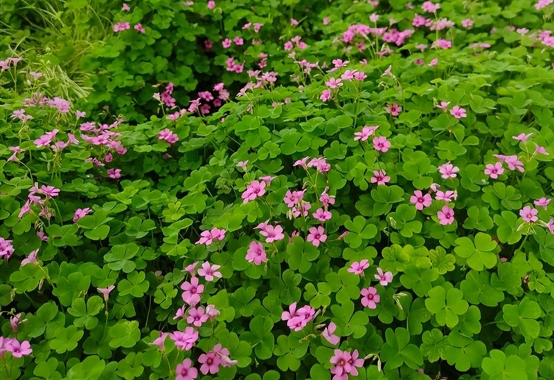 7. Cỏ chua me đất có hình dáng dễ thương, hoa nhỏ màu hồng hoặc vàng, chịu bóng tốt. Tuy nhiên, khi trưởng thành, hạt của nó tự bắn đi xa để phát tán, khiến cây lan rộng khắp vườn. Rễ củ phát triển mạnh, khó nhổ sạch. 