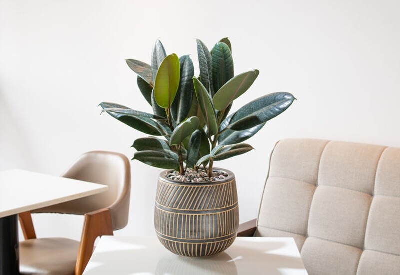 Vào tháng 7 âm lịch, đặc biệt là ngày rằm, đặt cây đa búp đỏ trên bàn thờ vừa tăng tính linh thiêng, vừa thể hiện lòng biết ơn và cầu xin sự bảo hộ từ thần linh và tổ tiên.