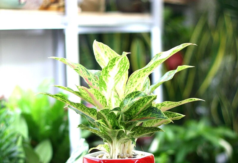 Không chỉ đẹp, cây còn có khả năng lọc không khí, hút bụi mịn và hỗ trợ giảm tác động từ bức xạ thiết bị như tivi, điện thoại, giúp không gian sống trong lành hơn. Cây ưa bóng và độ ẩm cao, bạn nên đặt ở nơi có ánh sáng gián tiếp và thường xuyên phun sương  cho cây.