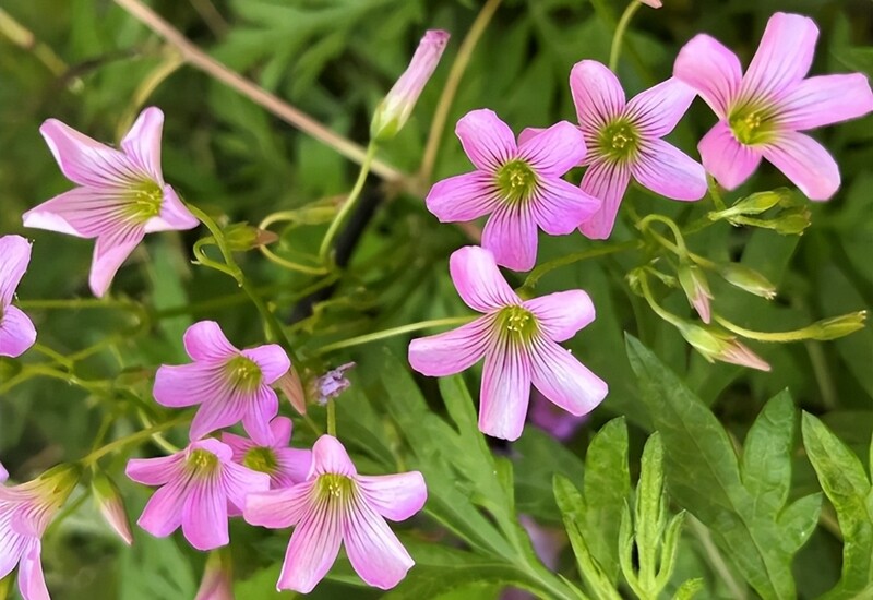 Một khi tràn lan, rất khó kiểm soát, tốn nhiều công dọn dẹp. Loài này chỉ nên trồng có kiểm soát bằng chậu hoặc giới hạn khu vực rõ ràng. Có thể thay thế bằng giống thấp, ít xâm lấn hơn.