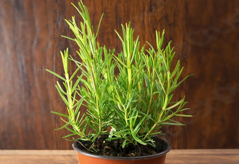 8. Cây hương thảo không chỉ thơm dịu mà còn được xem là cây linh thiêng, có thể kết nối với thế giới tâm linh. Mùi hương từ cây giúp xua đuổi tà khí, mang lại cảm giác an lành và tỉnh táo. 