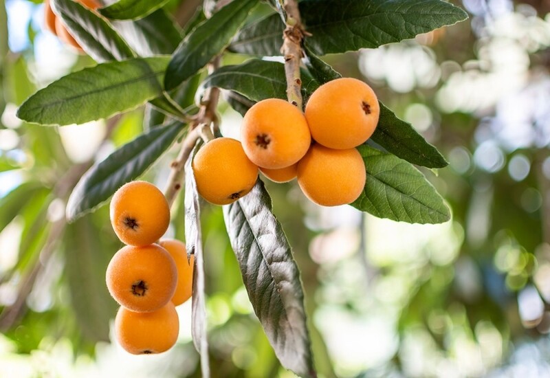 8. Sơn trà là cây vừa làm cảnh vừa làm thuốc, có giá trị cao về sức khỏe lẫn phong thủy. Quả nhỏ, mọc thành chùm, khi chín chuyển vàng cam bắt mắt như chùm lộc. Theo y học cổ truyền, quả có tác dụng hỗ trợ tiêu hóa, giảm mỡ máu, tăng tuần hoàn, giúp ăn ngon ngủ tốt.