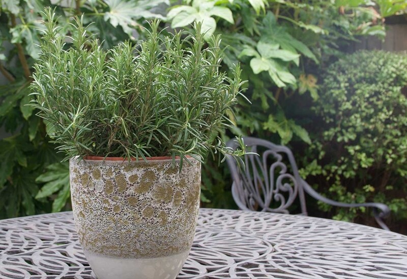 Đặt một chậu nhỏ hương thảo trên bàn thờ ngày rằm tháng cô hồn là cách để thanh lọc không gian thờ cúng, giúp lời khấn nguyện dễ được tiếp nhận hơn, đồng thời bảo vệ gia đình khỏi điều xui rủi.