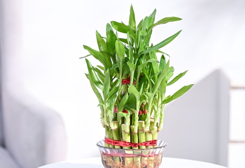 Đặt cây gần tivi, máy tính hoặc moderm wifi sẽ giúp giảm bớt tác động từ sóng điện từ phát ra. Ngoài ra, trúc phát tài mang ý nghĩa may mắn, tài lộc và viên mãn, rất phù hợp đặt tại khu vực sinh hoạt chung. 