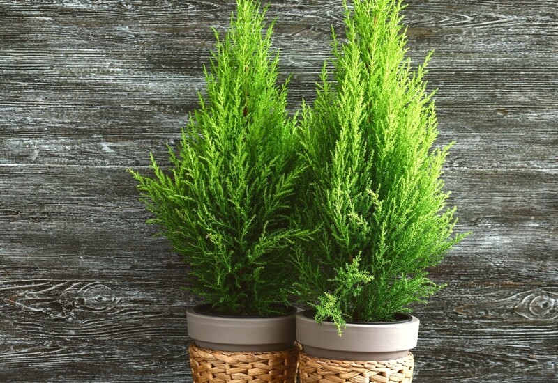 9. Tùng thơm là biểu tượng của sự trường thọ, thanh khiết và bền bỉ. Loại cây này có mùi hương nhẹ nhàng, dễ chịu, thường được dùng để làm sạch không gian và tăng sinh khí. 