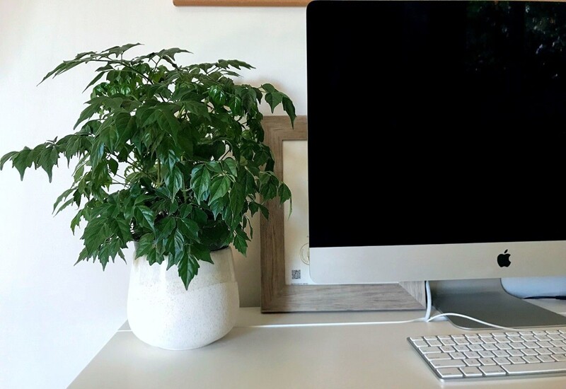 10. Cây hạnh phúc có tán lá dày, xanh đậm, thân cây cao và vững chắc, rất thích hợp để đặt ở hai bên tủ tivi hoặc trong góc phòng khách lớn. Ngoài vẻ đẹp cân đối, cây còn mang ý nghĩa viên mãn, sum vầy và hòa thuận trong gia đình. 